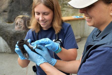 Horned Puffin Chick Hatches at Point Defiance Zoo